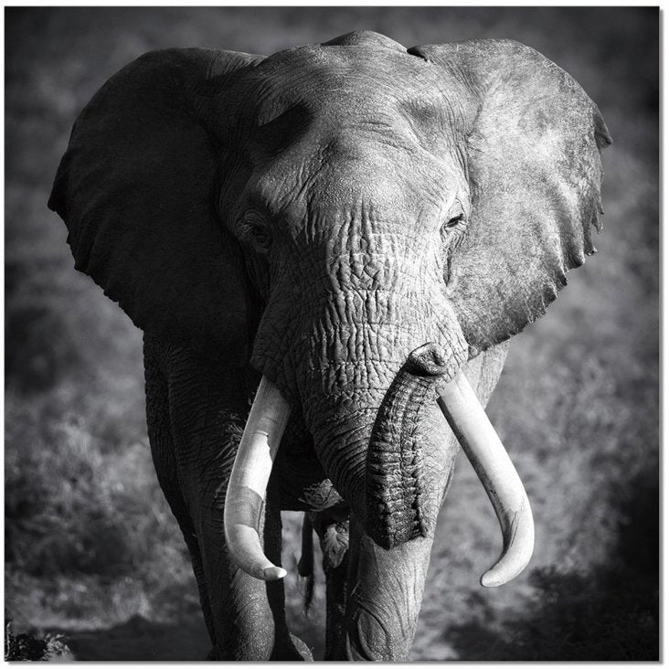 Elephant Power Wall Art