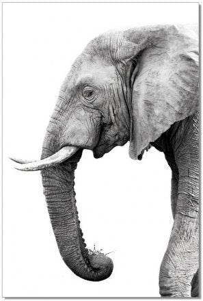 Tusk Wall Art